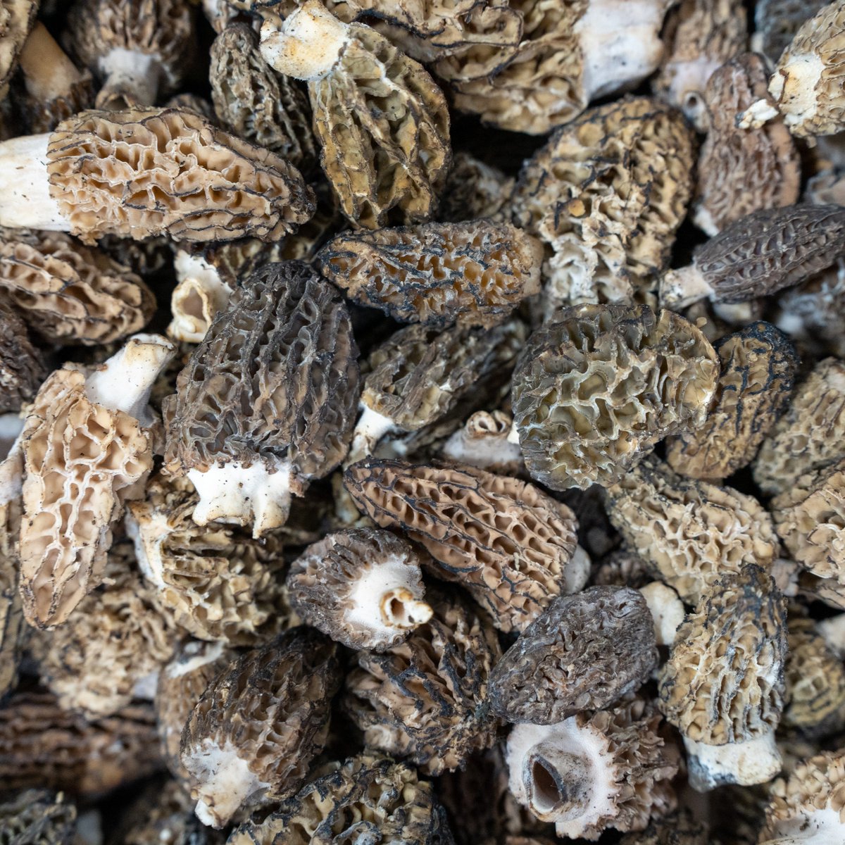 Fortune Fish & Gourmet tweet media