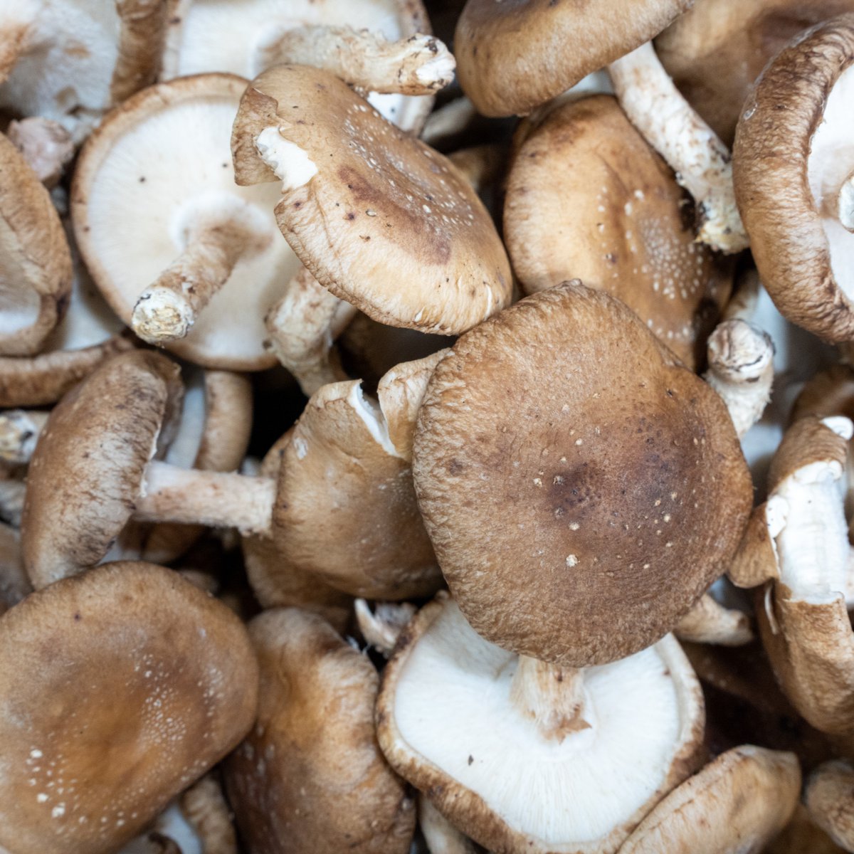 Fortune Fish & Gourmet tweet media