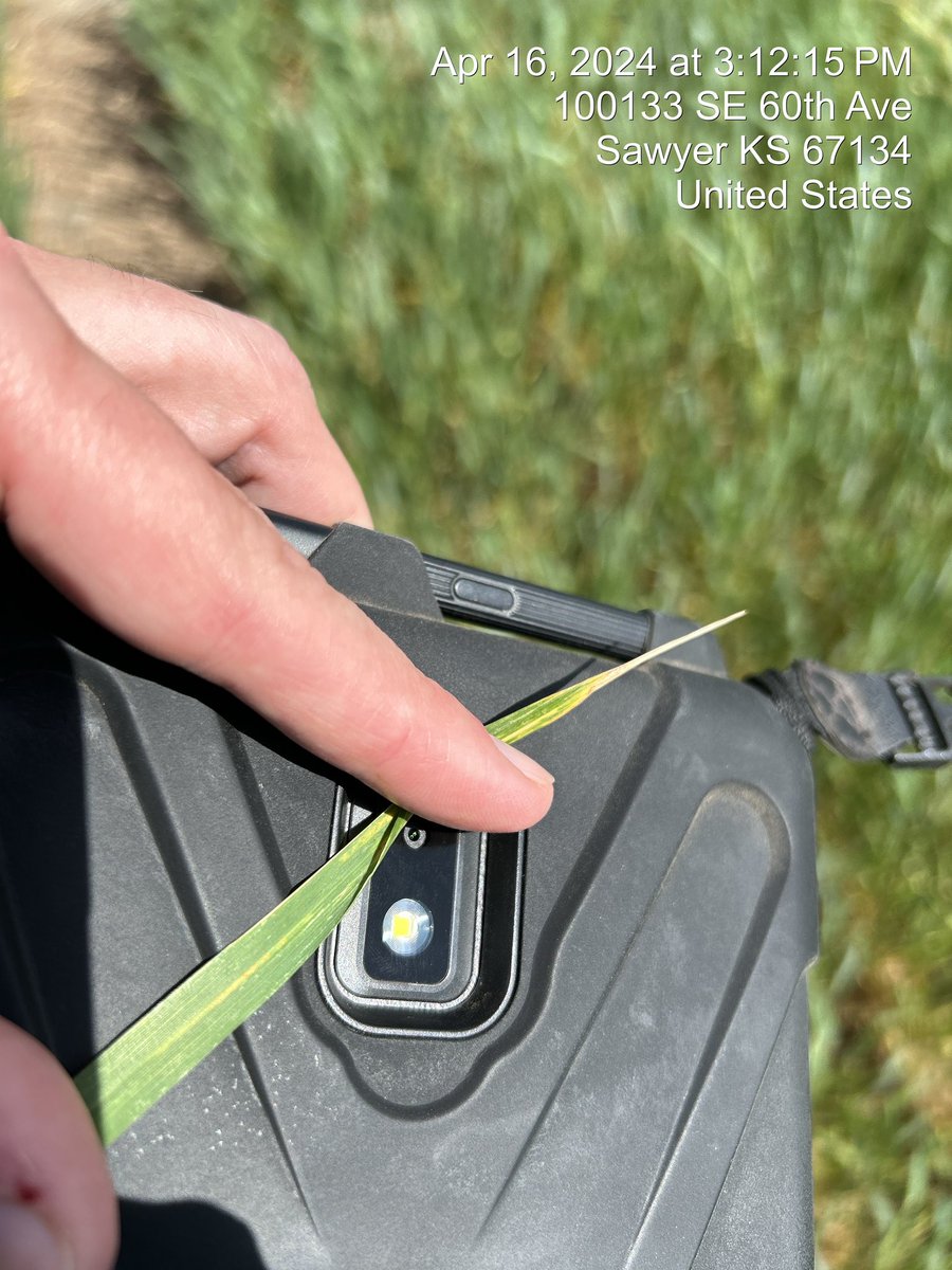 josh_coltrain's tweet photo. Extremely low levels of stripe rust found outside of Isabel (Barber Co.) and Sawyer (Pratt Co.). I am honestly questioning the disease triangle as I have no idea how the environment has been conducive (only slightly kidding). @KSUWheat @KSUWheatDisease https://t.co/ftkpZHSp8Y