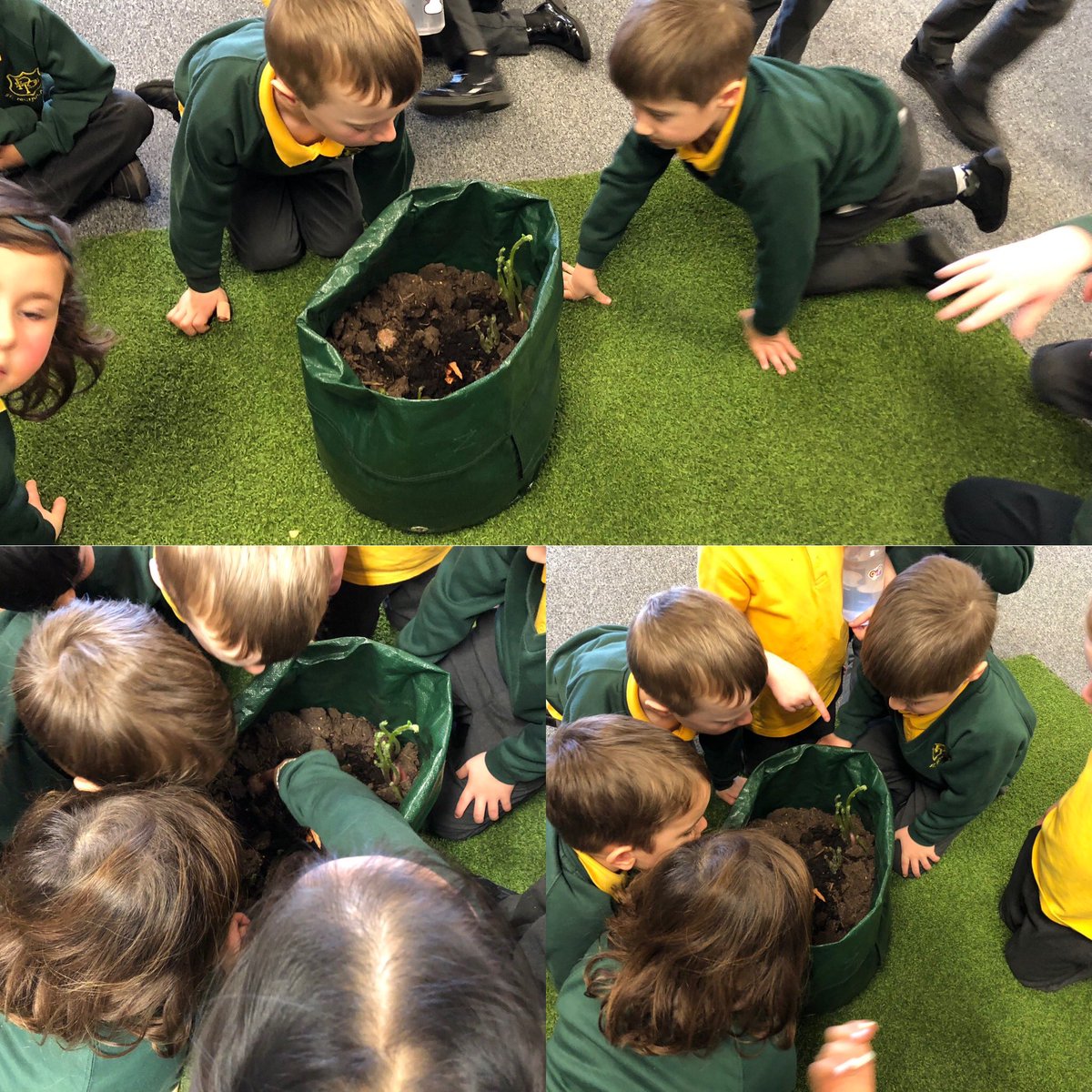 Before the holidays, P1 planted some potatoes, and it's good to see how they're growing. #laudatosistnics #ecostnics #p1stnics #believingandachievingstnics