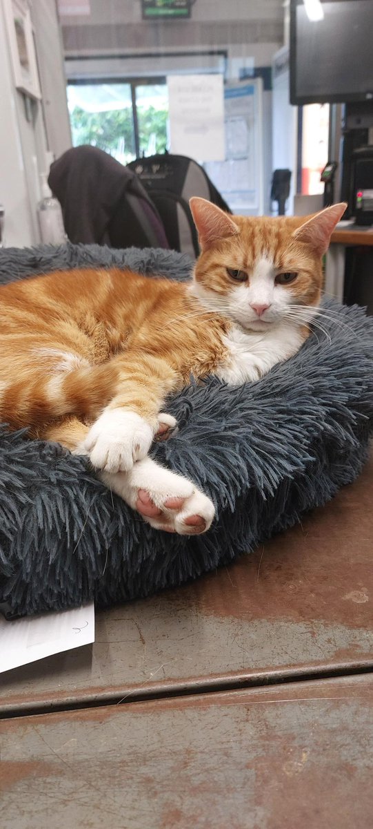 Night night sweet dreamies Think of all the things you would like about yourself from someone else's point of view. You will surprise yourself Love your self more 🧡 #cats #cats #Cat #CatsOnTwitter #CatsOfTwitter