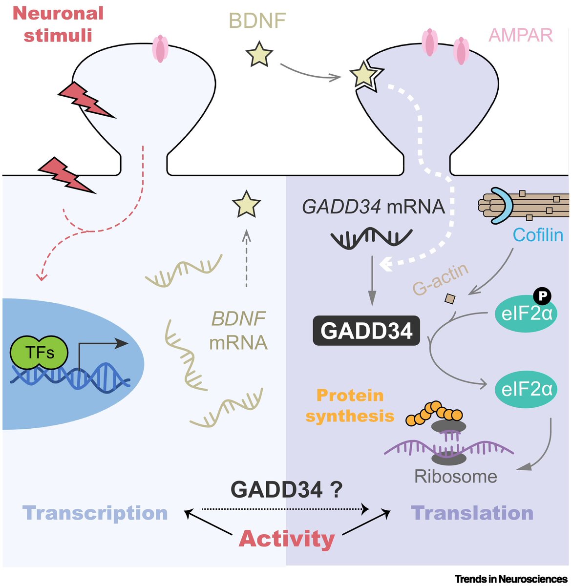 'Orchestrating neuronal activity-dependent translation via the integrated stress response protein GADD34' 'Spotlight' commentary by Xingzhi He, Wenwen Li & Huan Ma cell.com/trends/neurosc… discussing Oliveira et al. @CellReports @Mauricio_Neuro @KlannLab cell.com/cell-reports/f…