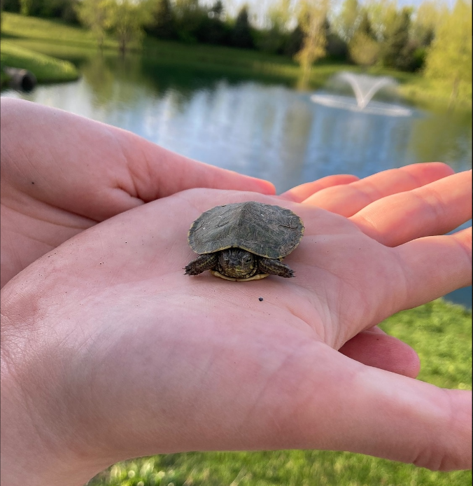 We have some new residents down near our pond!

#marblecliffcommonsapartments #columbus #ohio #columbusliving #ohioliving #614living #samliving #samfam #lovewhereyoulive #aptliving #apartmentliving