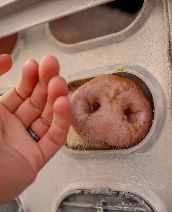 I see you.⁠ I am sorry.⁠ I am trying.⁠ 👉 For free help keeping animals in your heart and off your plate: bit.ly/VeganFTA22 ⁠ 📸: 'wesburdett' on IG⁠ ⁠ #animalrights #veganfortheanimals #pigs #animalfarming #govegan