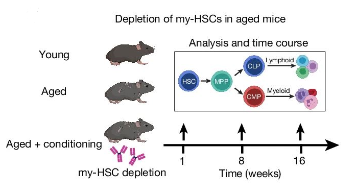 ⛲ Is this a fountain of youth for the immune system? A team at @StanfordMed depleted #myeloid-biased HSCs in aged mice to decrease age-related markers of immune decline. Read the @Nature article: go.nature.com/4aj7XZ8 Listen to the discussion: bit.ly/4aRQmYd