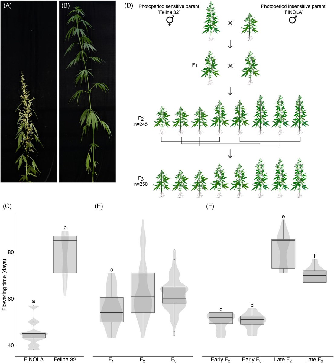 PhDone and paper published, all in the space of a few weeks! Awesome job @CarolineD0wling ! Super proud supervisor 🎉🥳 onlinelibrary.wiley.com/doi/10.1111/tp…