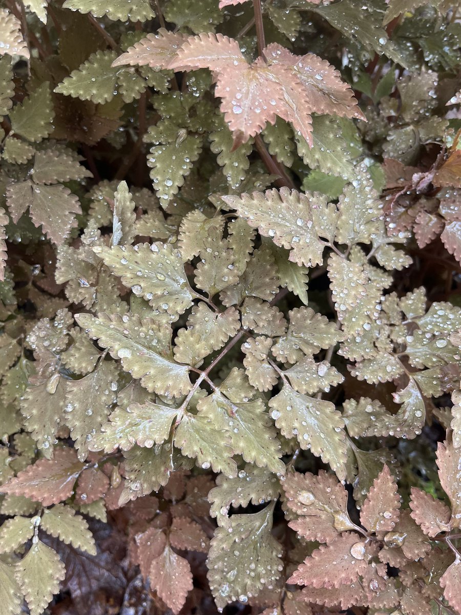 The attractive foliage of Corydalis temuifolia 'Chocolate Stars'