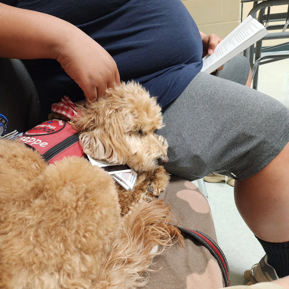 Giuseppe, Daisy Doodle, Zoey DD, Zeke, and Otis listened to stories read by students at West Frederick MS and gave them lots of snuggles. #giuseppe #goteamtherapydogs #FCPSMARYLAND