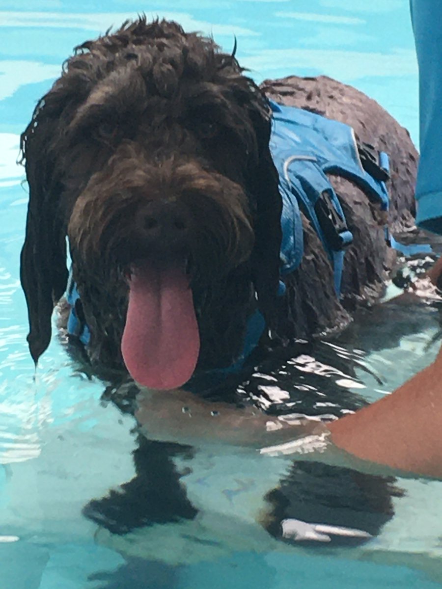 #TongueOutTuesday #HappyTOT #TOT Been swimming, feeling very tired. #Archie #dogsofX #Xdogs #dogsoftwitter #DogTwitter #dogs #paws #pets #tuesdayvibe #TuesdayFeeling