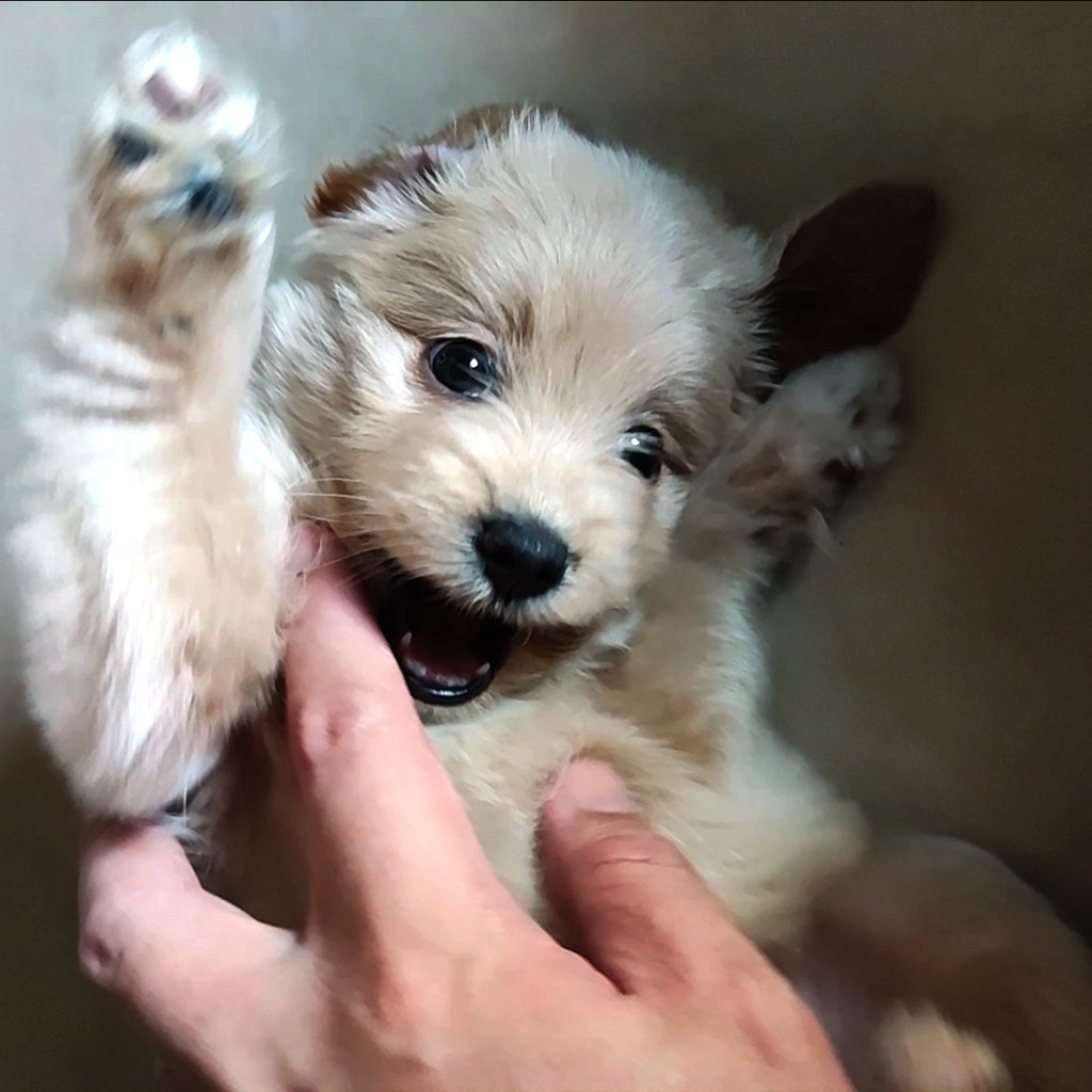 Meet Momo
👉 amzn.to/43cNsKc
#dogs #ad #pets #adogslife #cutedogs #dogsoftwitter #iloveanimals #petlife #petsoftwitter #cute  #petlovers #dog #DogsOnTwitter #dogtwitter #dogoftheday #pet #petsontwitter #adorable #cute #cuteanimals