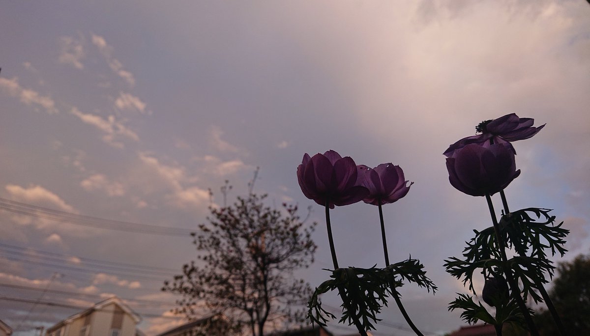 朝ﾀﾞﾖ〜🐦️☀️
空が歌う〜♪ｵﾊﾖ❇️
#イマソラ 
#空が好き
#花が好き
#だから私はXperia