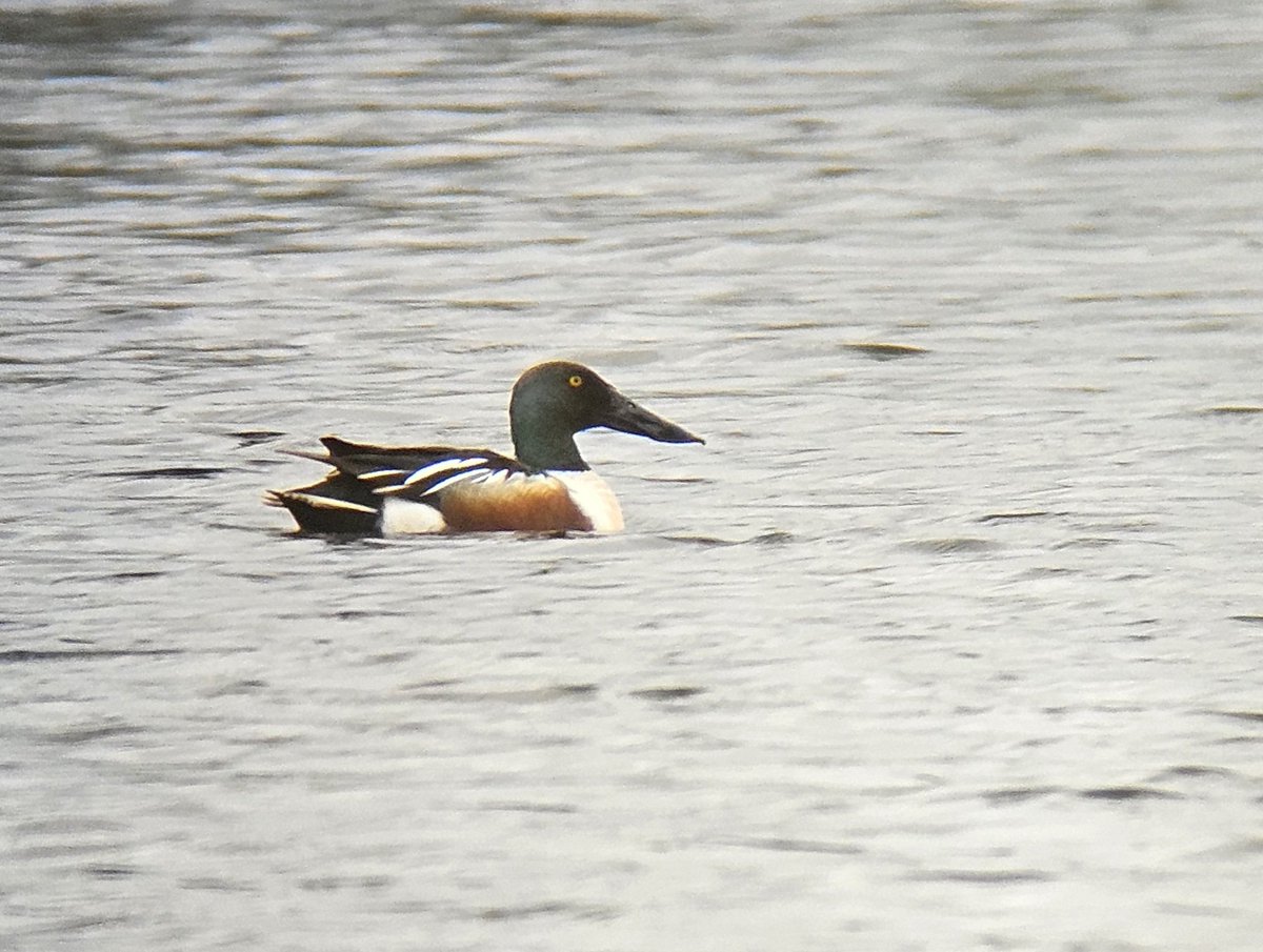 Shalford Meadow visit on the way home from Abberton produced the fem Goldeneye still present in the sewage works lagoons with 5 Tufties, a Green Sandpiper & a pair of Shoveler, 3 Yellow Wagtails towards the N end plus 5 Lapwings still & 20+ Swallows hawking low over the meadow