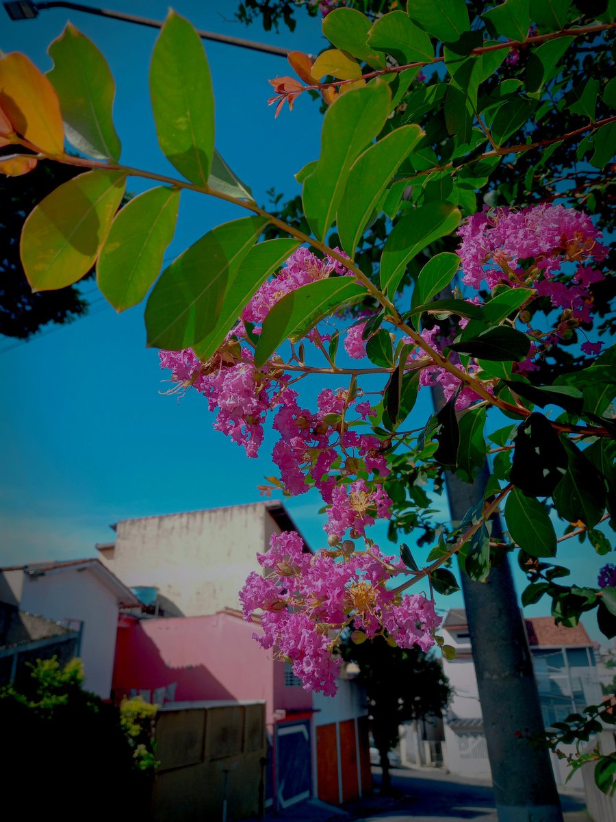 Blossom🍃🌸🌸🌸🍃
#Blossom #flowerphotography 
#FlowersOfTwitter #Flowers 
#beautiful #Gorgeous 
#landscapephotography 
#landscape #photography 
#photooftheday #PHOTO