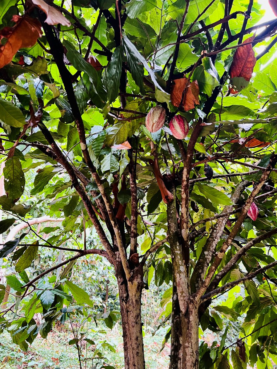 TatianaVoytsenk's tweet image. #singletree #cacaotree #minca #colombia