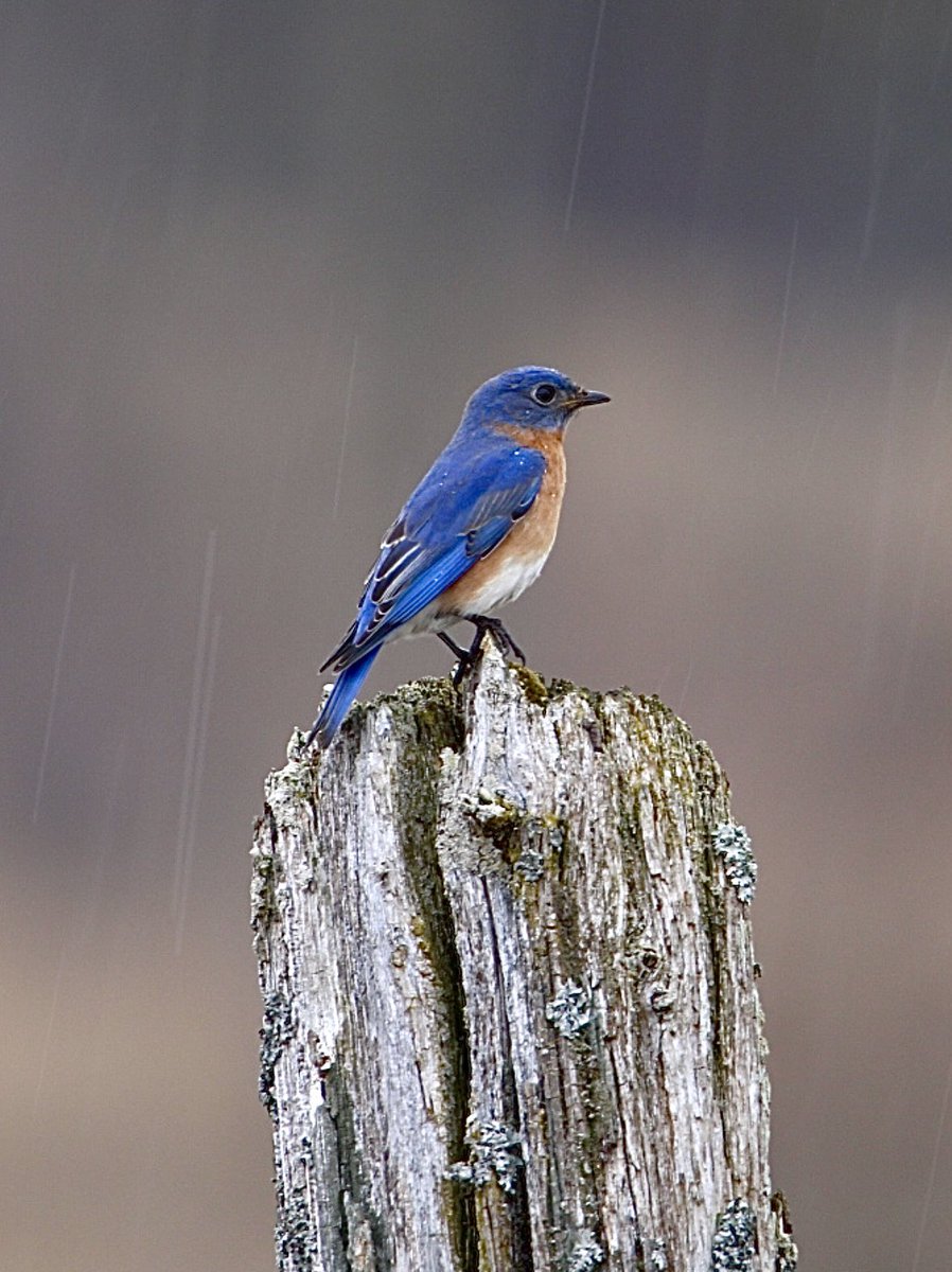 A beautiful Eastern Bluebird taking a break in the rain.  #easternbluebird @weathernetwork @ThePhotoHour