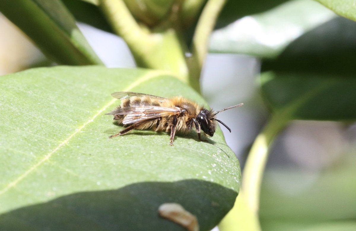Unsure of the species of this bee seen in my Staffs garden 29/03/24 @StevenFalk1 @olds_liam @SolitaryBeeWeek @StaffsEcology #solitarybee #bee
