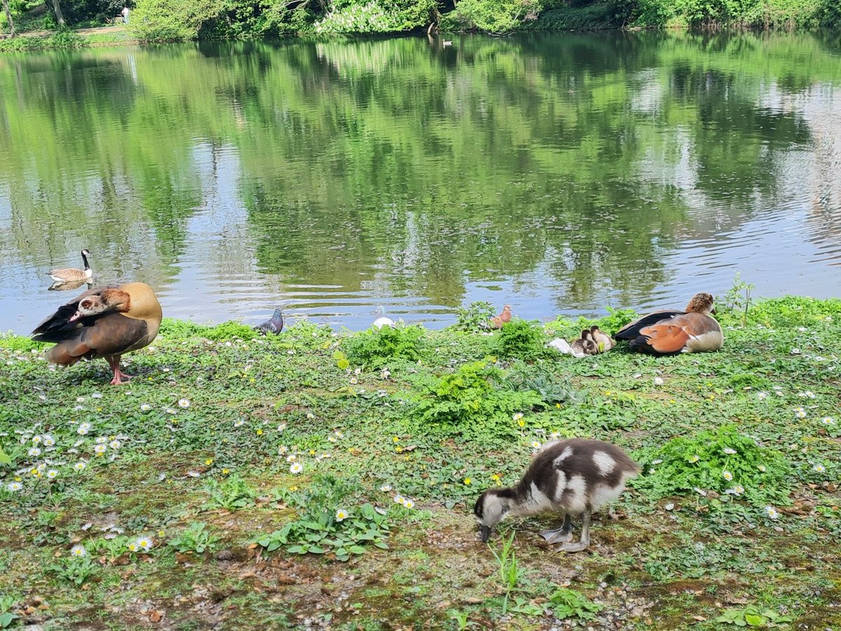 ドイツの友だち(と私が一方的に思っている)鳥たちの様子を見に行ったらあっちこっちでグワァグワァ賑やかなこと！ヒナもたくさん生まれてて春ですねえ。エジプトガンは桜を美味しそうに食べていました🌸