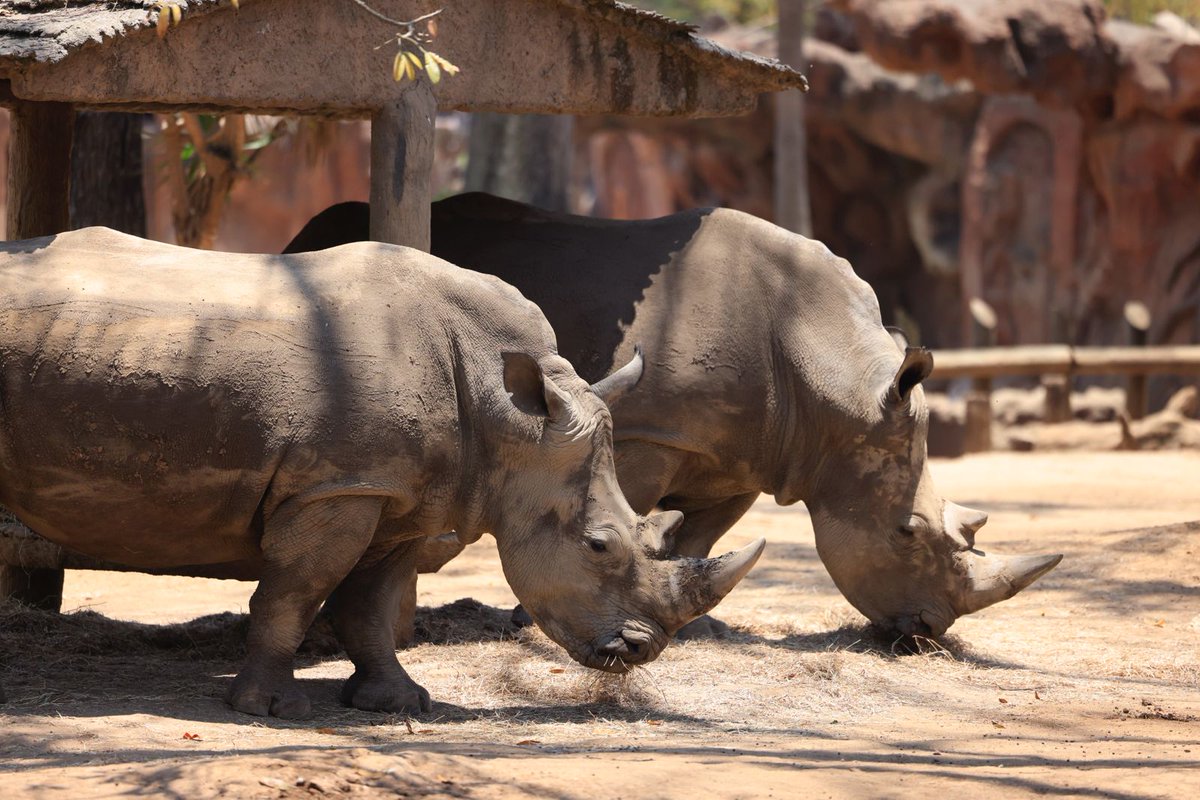 Diario de Centro América (@diariodeca) on Twitter photo #NacionalesDCA | El <a href="/Zoolaaurora/">Zoologico La Aurora</a> inicia actividades de celebración de 100 años de fundación con un homenaje a la elefante Mocosita y a quienes bautizaron al emblemático animal.
Vía: <a href="/DramirezDCA/">Danilo Ramírez</a> #NacionalesDCA | El <a href="/Zoolaaurora/">Zoologico La Aurora</a> inicia actividades de celebración de 100 años de fundación con un homenaje a la elefante Mocosita y a quienes bautizaron al emblemático animal.
Vía: <a href="/DramirezDCA/">Danilo Ramírez</a>
