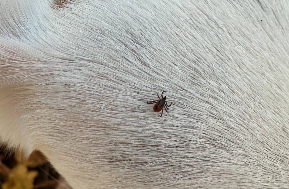 With warmer weather approaching, ticks are becoming more active. Lyme disease is a bacterial infection spread by ticks, and it affects both dogs and humans. Click the link below to learn about clinical signs, transmission, prevention and more. ⬇️ hubs.ly/Q02t4wsf0
