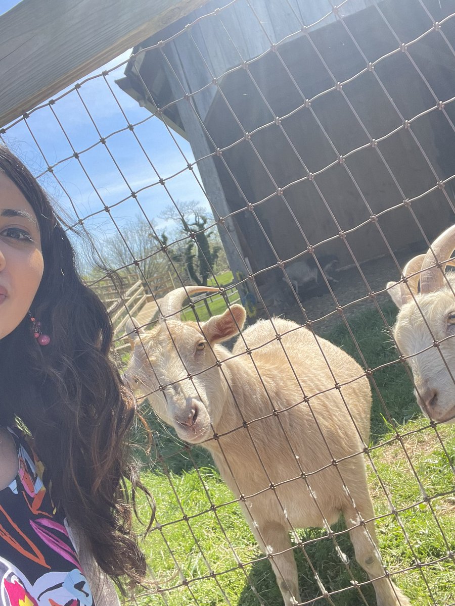 Presenting my dissertation prospectus (on the intellectual history & political economy of 20th c. US agriculture) tomorrow, so naturally I’m spending today visiting some goats to get their blessings