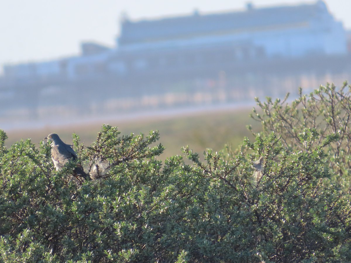 The moth larvae in these webs seemed to be providing a feast for this cuckoo on sea buckthorn in Cleethorpes at 6pm today. The resort's pier is in the background.