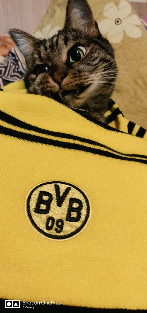 I will need a psychiatrist after this game 🖤💛 #BVB #EchteLiebe