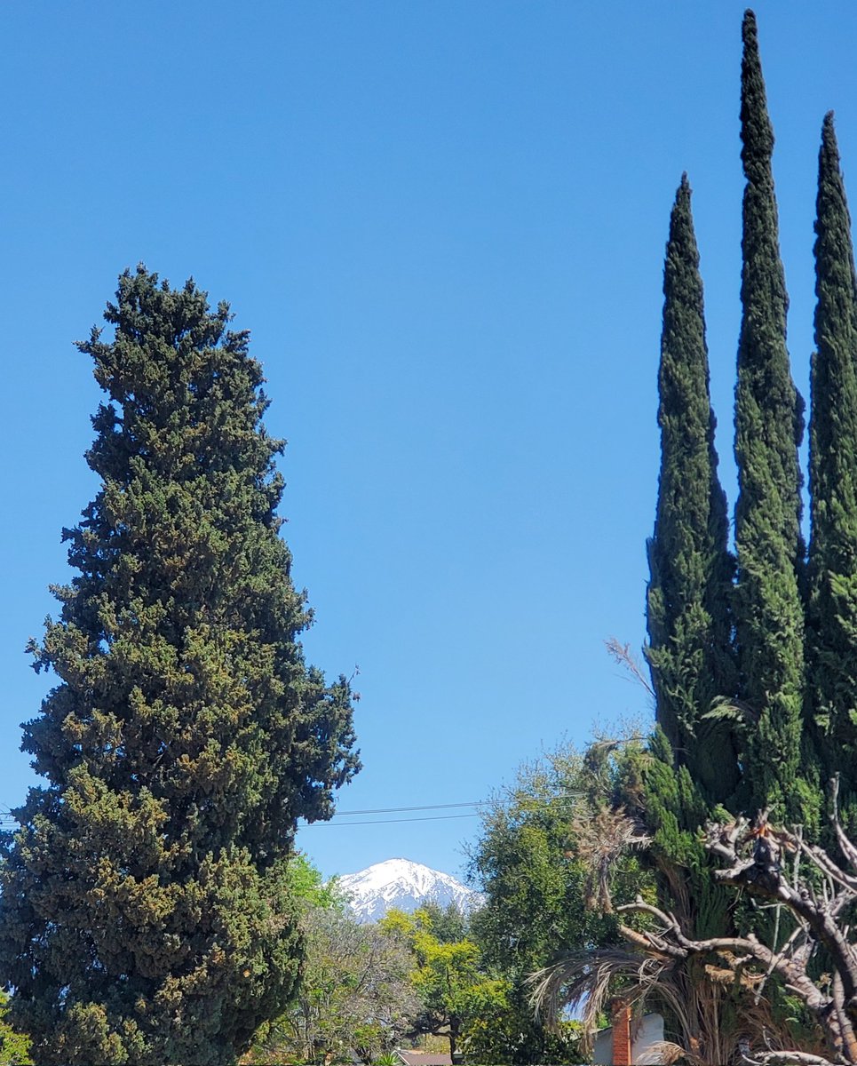 MsRicoFierce's tweet photo. View from my front yard π also saw these really vibrant, yellow roses hiding in my garden πΉπ #socal #spring #SocalSun https://t.co/nJ5KoYcGBc