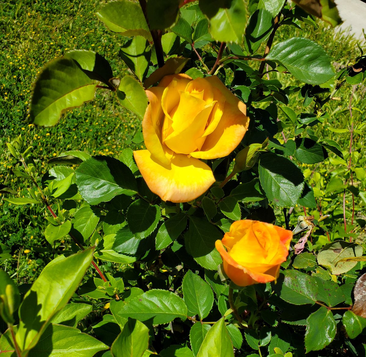 MsRicoFierce's tweet photo. View from my front yard π also saw these really vibrant, yellow roses hiding in my garden πΉπ #socal #spring #SocalSun https://t.co/nJ5KoYcGBc