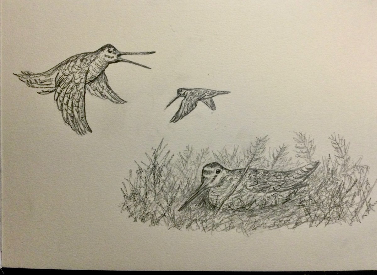 A bit short changed in Northumberland I feel in terms of numbers of breeding Woodcock, if the fantastic finds from the Sunderland & Durham lads on here are anything to go by, difficult birds to track but superb field craft finding them👍(pencil sketches) Have a good evening all🙏