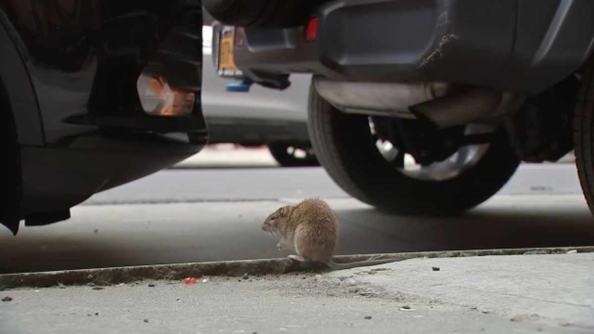 Human infections from rat urine on the rise in New York City abc7ny.com/what-is-leptos…