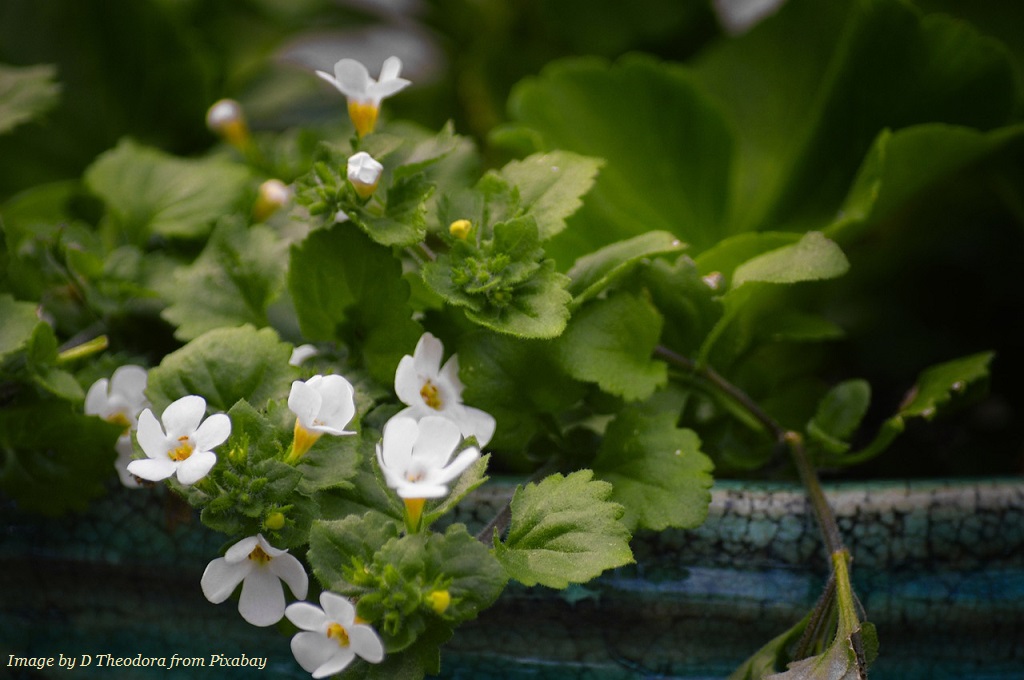 Bacopa monnieri improves cognitive performance in mild cognitive impairment Individuals with mild #CognitiveDecline participated in a study comparing the effects of Bacopa monnieri extract to a control group receiving starch pills over a two-month period. 1/3 #BrainHealth