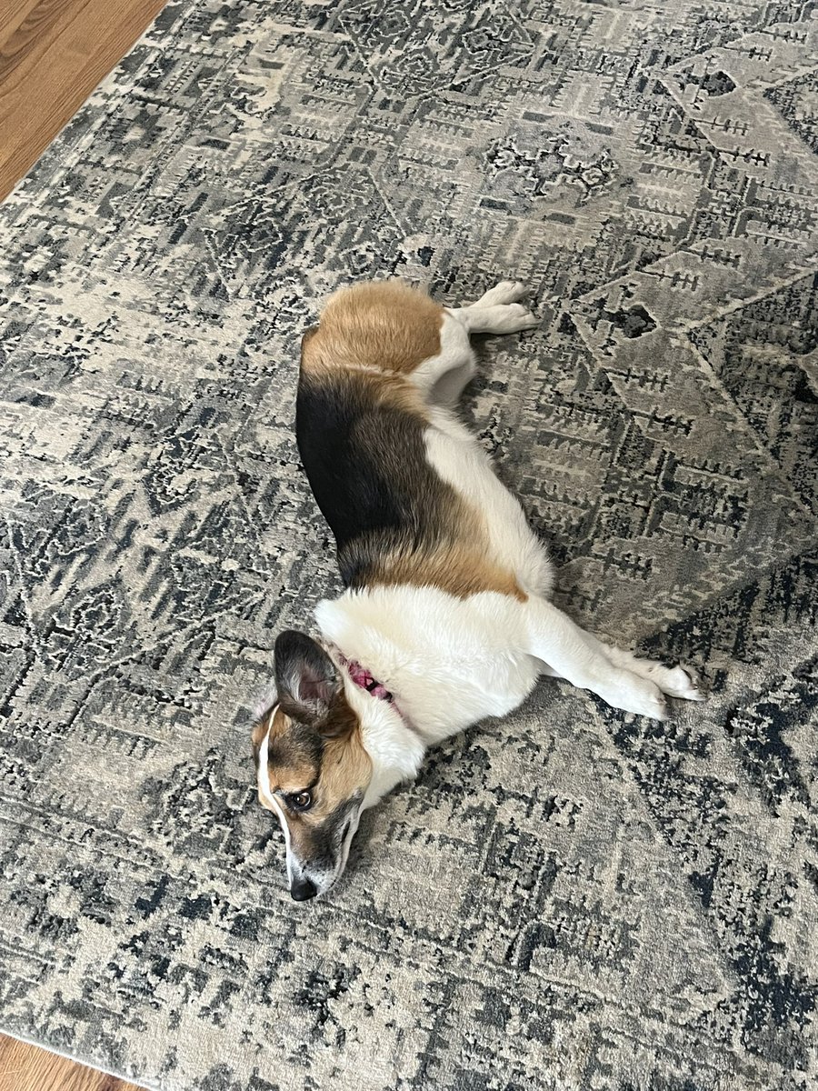 Being a corgi is exhausting #CorgiCrew