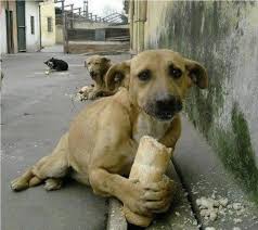 imMK_Khalil's tweet photo. Who is most famous?
Street Dog
Or 
Tanveer 3.5K 🤣
@ImTanveerA ?
My Answer
Street Dog👍🏼🤣✊🏻 https://t.co/lotDNY1z4X