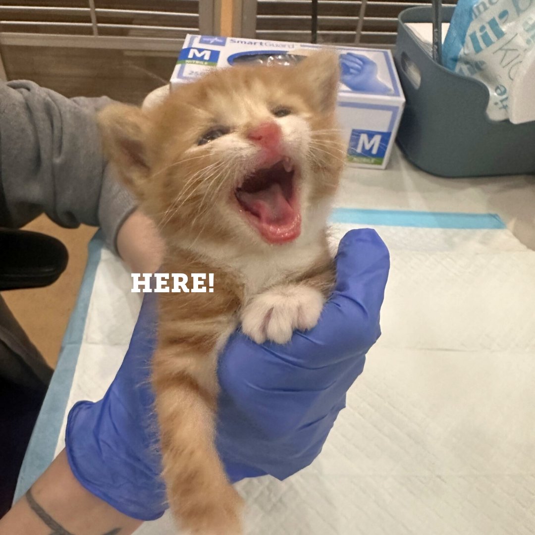 🐱 Kitten season, AKA feline breeding season, has arrived! As we see an increase in homeless and newborn kittens, our teams are prepping to care for these vulnerable little lives. Help kittens by purchasing critical supplies from our Amazon Wish Lists! 🧡 bit.ly/3W0KBD5