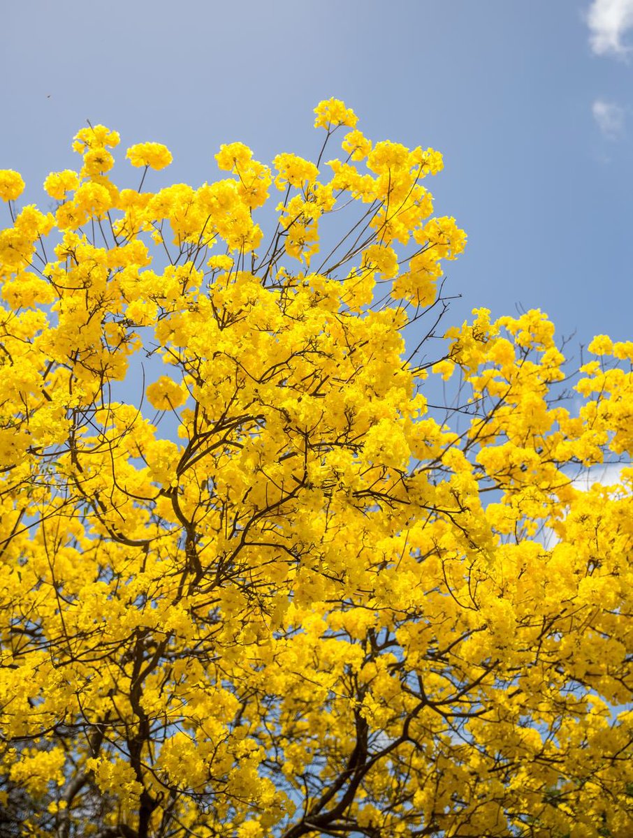The 'Kibrahacha' tree (Tabebuia billbergii) is considered an emergency bloomer😍. Only when there is a sudden heavy rain shower after months of drought does it awaken to reproduce. In just three days, the tree develops beautiful yellow flowers🏵️.
