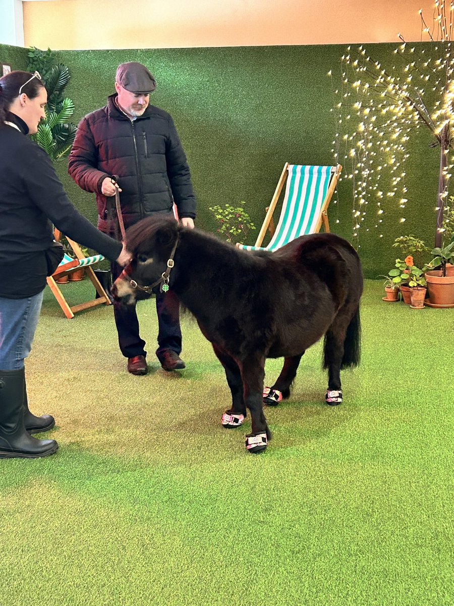 I don’t know who needs to hear this, but if you haven’t organised a therapy pony for your conference, you just aren’t doing it right @timeshighered #THEdigitalUK @UniofExeter #PatrickthePony