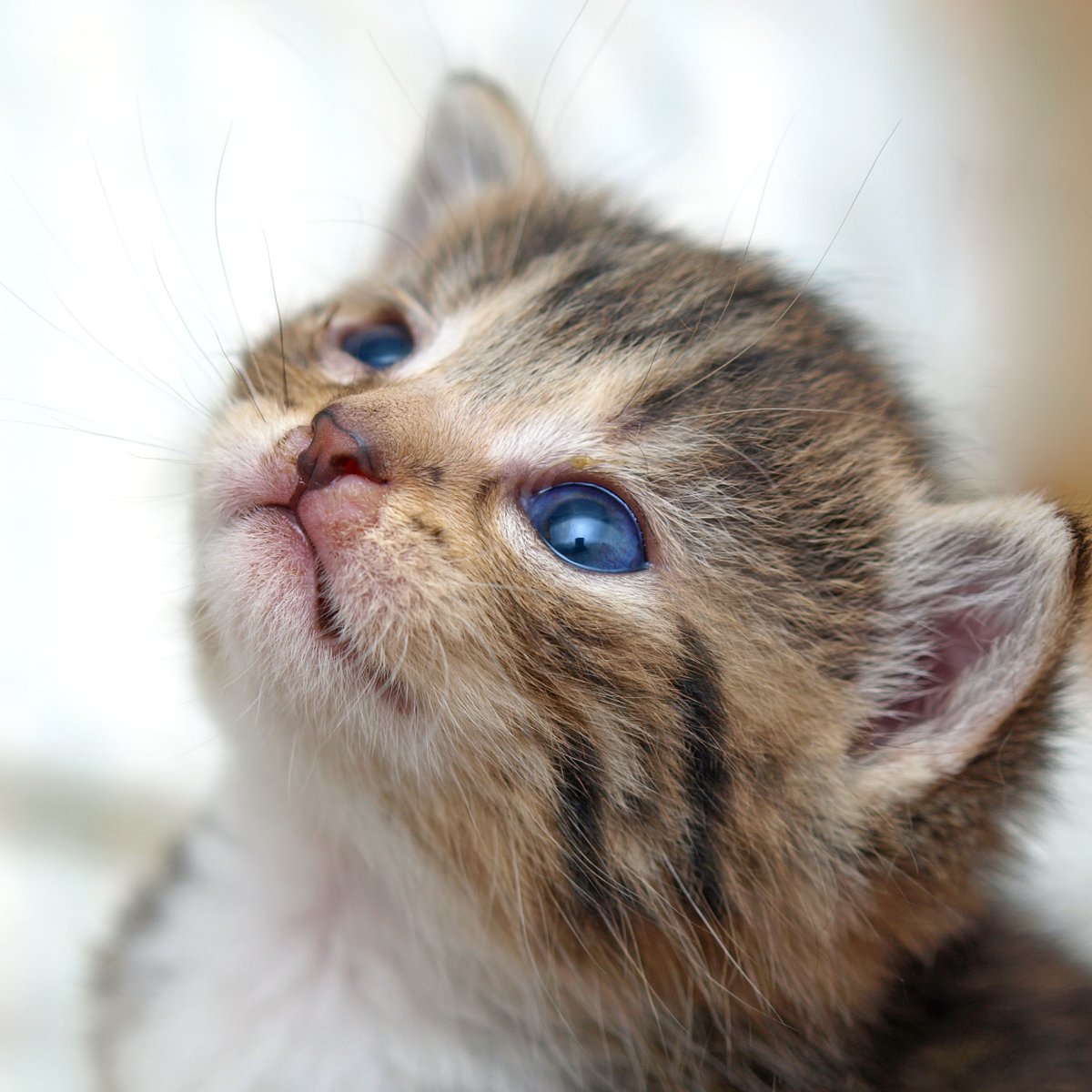 Happy National Cat Lady Day! Tag your favorite cat lady to make their day 😻 📸: Bjorn Stefanson #kitten #cats #catlady