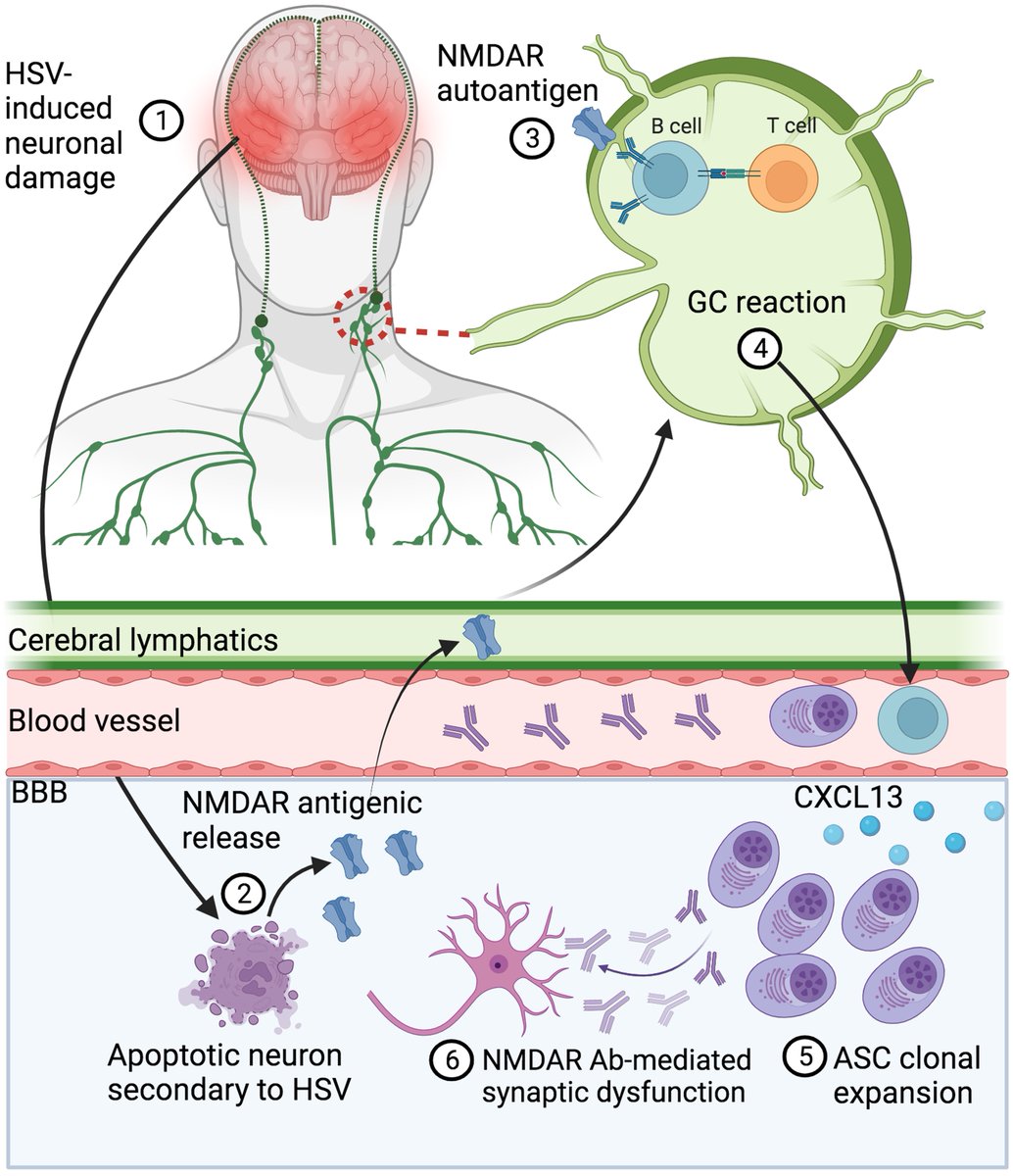 Cleaver et al. review the clinical presentation and immunobiology of brain disease caused by the herpes simplex virus, and discuss how relapses can be caused by immune reactions against neuronal proteins. tinyurl.com/p84u4xjd