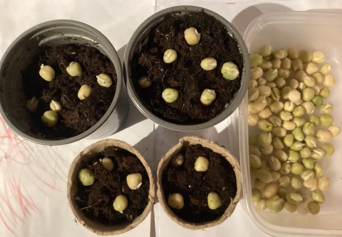 Clare Thomas (@ivanhoefood) on Twitter photo As part of #PlantAndShare month we have been experimenting with regrowing from food waste or low cost resources. We have used the stalk from a pak choi which has shown new growth! 🥬 We are trying out carrot tops and growing pea shoots from dried peas🫛 <a href="/SAfoodforlife/">Food for Life</a> <a href="/FFLLeics/">Food for Life Leicestershire</a> As part of #PlantAndShare month we have been experimenting with regrowing from food waste or low cost resources. We have used the stalk from a pak choi which has shown new growth! 🥬 We are trying out carrot tops and growing pea shoots from dried peas🫛 <a href="/SAfoodforlife/">Food for Life</a> <a href="/FFLLeics/">Food for Life Leicestershire</a>