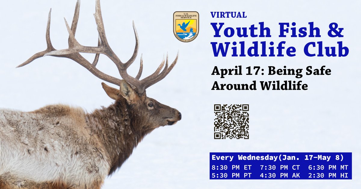 This week’s USFWS Virtual Youth Fish and Wildlife Club (YFWC) will cover how to be safe around wildlife and what signs to watch for! Join us tomorrow: ow.ly/FqHS50RhCAf or at the Facebook event page: ow.ly/tYtW50RhCAc