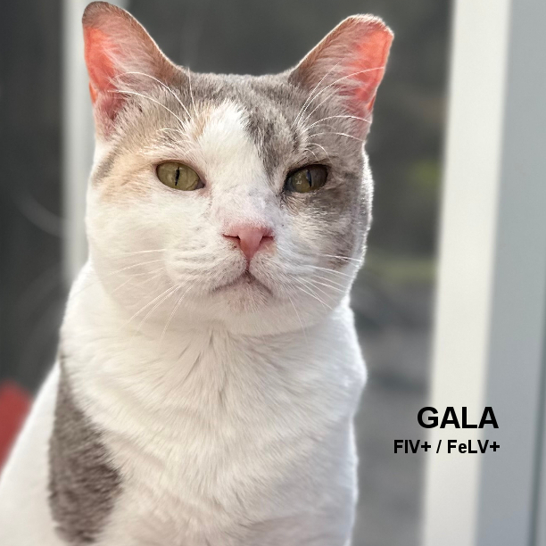 This is Gala. She’s 3 years 10 months-old and the sweetest cat ever! She cannot get enough attention. Gala’s the first one to greet you when you come in the room, and follows you around looking for pets and rubs. Gala gets along with other cats really well. #snapcats #lukiehouse