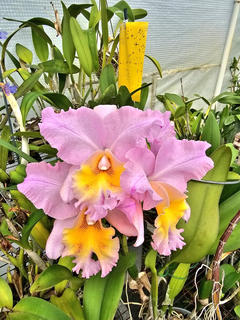 #nationalorchidday