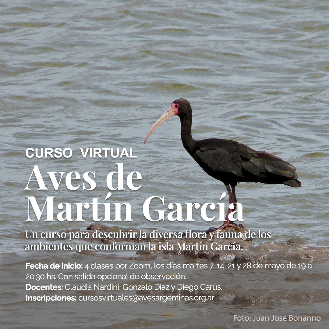 ✨ Curso virtual: Aves de Martín García 🐦👇 ✔ Un curso para descubrir la diversa flora y fauna de los ambientes que conforman la isla Martín García, haciendo especial foco en las aves. 🦜 🔵 7, 14, 21 y 28 de mayo de 19 a 20.30 h 🔵 Más info👇 avesargentinas.org.ar/curso/curso-vi…