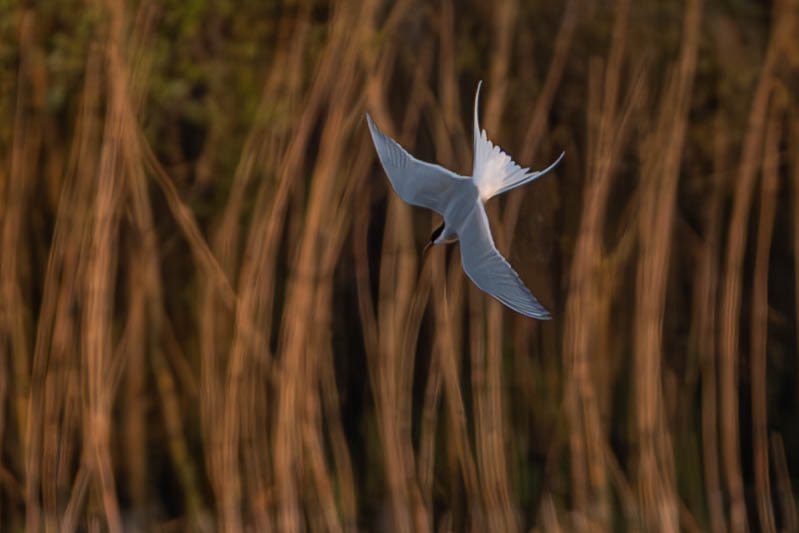 Arctic Tern from Twitchers Gate in the last of the evening light. The final shot isn’t a painting- unfortunately it requires heavy denoising and cropping! #wiltsbirds @cwpbirds