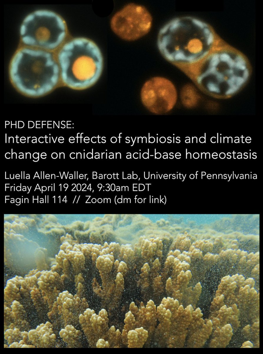 Luella Allen-Waller (@symbioecology) on Twitter photo I am so excited to defend my "pH-PhD" this Friday! Come learn all about heat effects on acid-base regulation in symbiotic cnidarians 🪸 DM for zoom link <a href="/PennBiology/">Penn Biology</a> <a href="/katiebarott/">Katie Barott</a> I am so excited to defend my "pH-PhD" this Friday! Come learn all about heat effects on acid-base regulation in symbiotic cnidarians 🪸 DM for zoom link <a href="/PennBiology/">Penn Biology</a> <a href="/katiebarott/">Katie Barott</a>
