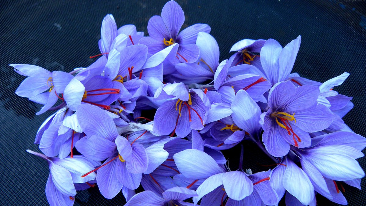 Spring, Saffron