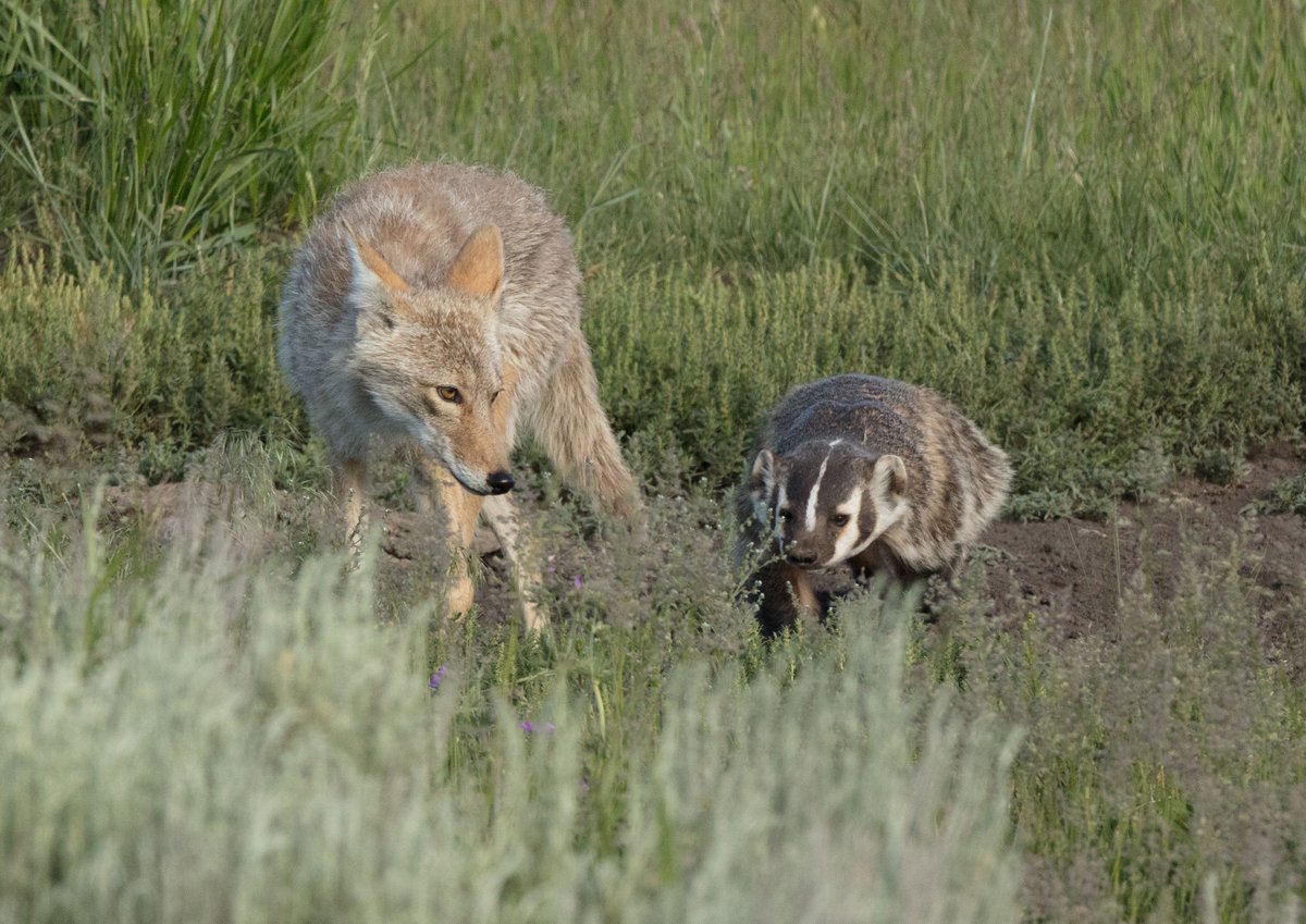We promised last year on this day that we would repost this reminder every year until everyone knows that...

COYOTES AND BADGERS GO ON LITTLE ADVENTURES TOGETHER SOMETIMES!!!