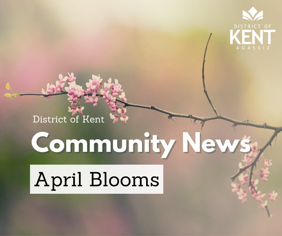🌷 Community News – To stay informed about
local news, tips, activities, and events visit our website
at:
kentbc.ca/en/news/commun…
#CommunityNews