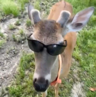 Only the coolest deer can repost this image