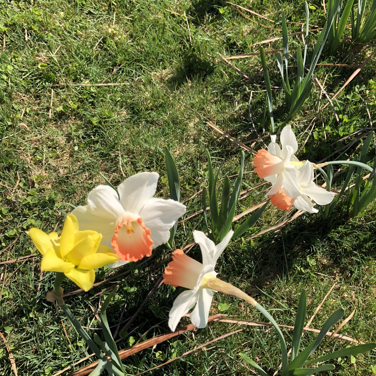 There’s always one in every crowd.  #AprilSpringBlooms.   Bed after bed of all the same daffodils, this was the only odd one I saw.